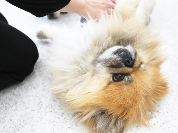 モデル犬の里帰り♪～ちゃちゃまるくん・白雪ちゃん～